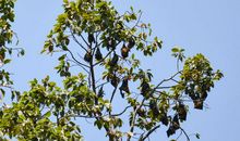 坚持的花朵开满树梢