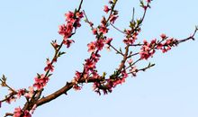 春风吹过的地方