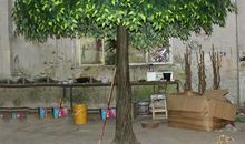 我的植物朋友榕树