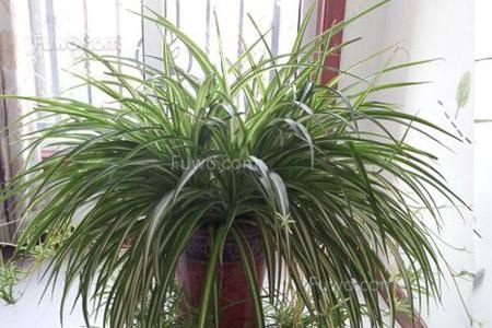 蜘蛛植物成分300字