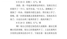 绿豆观察日记五则