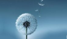 蒲公英，那成长的足迹