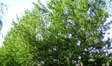 我是一棵白杨树