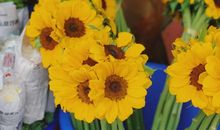 跟着妈妈去买花