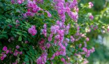 留在心底的香味