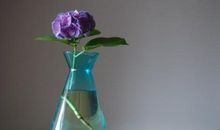 紫阳花开在细微处