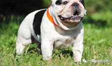 不会叫的狗续写