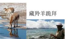 藏羚羊跪拜续写