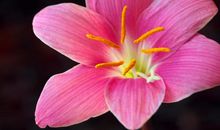 为他人开一朵花