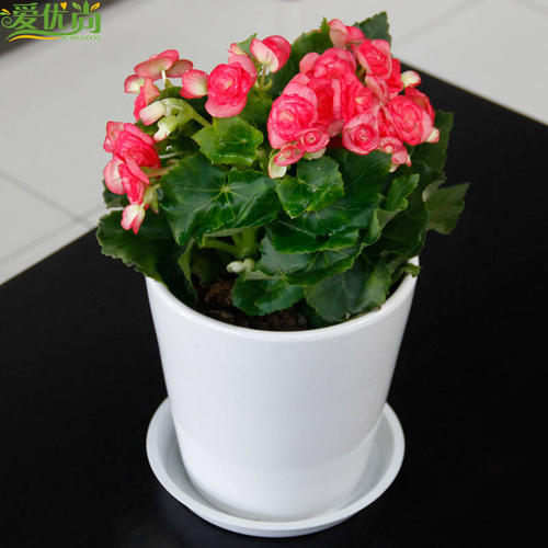 我锅里的花
