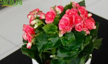 属于我的盆中花