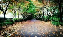 校园之美美在何处