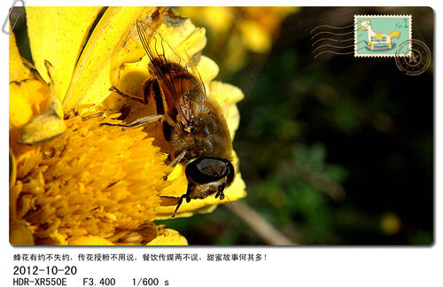 我是快乐的蜜蜂
