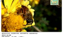 我是一只快乐的蜜蜂