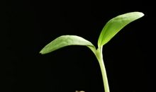 我是一颗发芽的种子