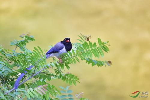 我心中的鸟总是在那里