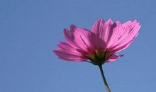 善良是一种美德