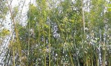 像竹子那样向上