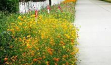 成长路上花香多