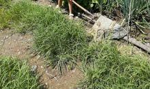 我的乐园爷爷的菜地