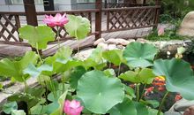 路旁花开三两枝