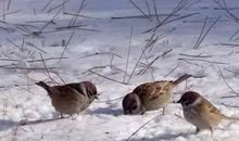 与一排麻雀的约定