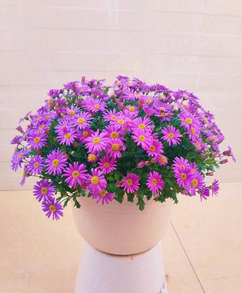 观察纪小菊