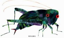 贪玩的蟋蟀