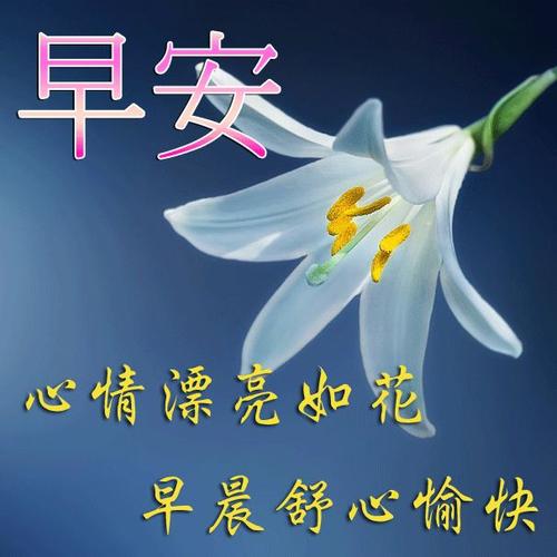 苦涩和美丽的熊