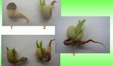 观察绿豆芽的成长