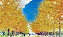 一棵老银杏的自述