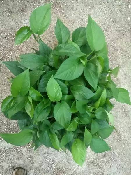 顽强的绿色莳萝