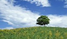 终于找到了一棵树的作文