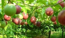 我最喜爱的水果