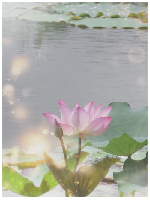 召回莲花