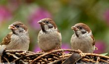 窗台上的小麻雀