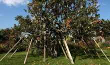 当树木不在身边的时候