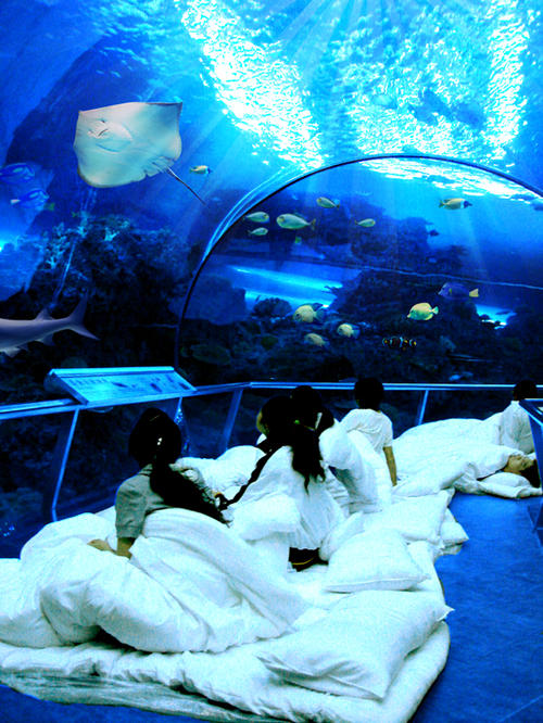 海洋生物的夜景