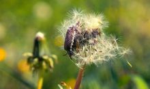 蒲公英开过的夏天