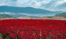 原来生机一直都在