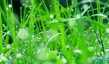 小草借物喻人作文