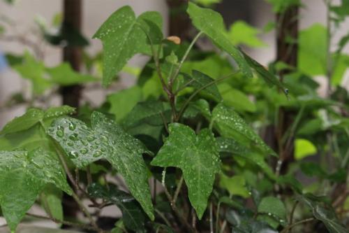 常春藤在雨中
