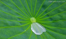 荷叶为什么不渗水