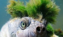 我发现乌龟很胆小