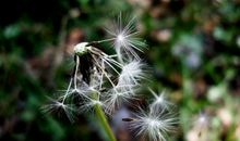 蒲公英教会我顽强