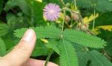 含羞草为什么会害羞