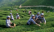 愉快的采茶之旅