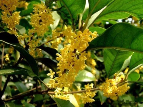 桂花总是在那里