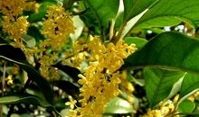 原来桂花一直都在