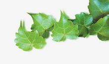 爬山虎的自述作文300字